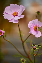 Macro shot of a pink tickseed flower (Coreopsis rosea) in the sunshine.