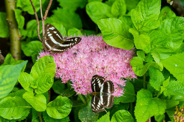 The Short banded sailor butterfly on a flower