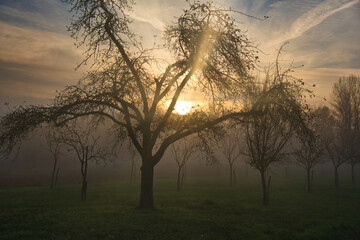 Obraz na płótnie Canvas Nebel auf den Feldern des Grand Ried im Elsass