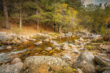 autumn landscape with stream and rocks in a pine forest. Guadarrama. Madrid. Spain - 392298183