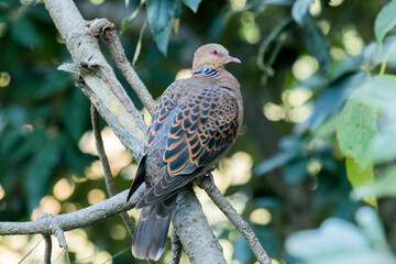 A close up of a turtle dove