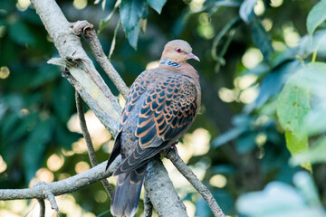 A close up of a turtle dove