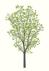Tree with green leaves on a light background