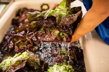 washing red lettuce organic farm bin
