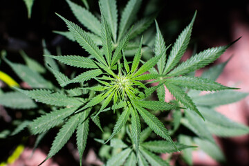 Fototapeta na wymiar marijuana plant flower close up