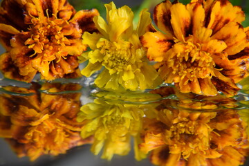 Aksamitki kwiaty ciepłe kolory lustrzane odbicie, tło