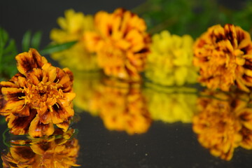 Aksamitki kwiaty na lustrze wody tło