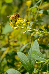 Bee on Yellow Flower 