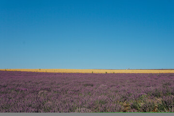 field of flowering purple lavender flowers in the summer before harvest