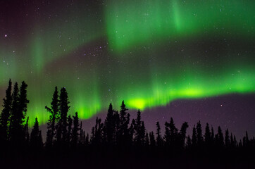 Fototapeta na wymiar Aurora over the tree line in Alaska.
