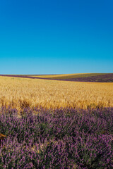 field of flowering purple of lavender and yellow wheat in the summer harvest