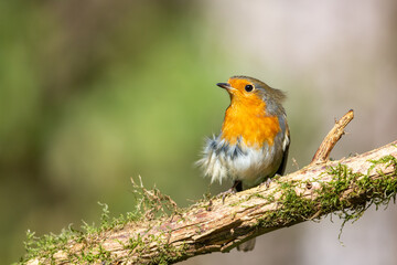 European robin (Erithacus rubecula) in the garden in spring.
