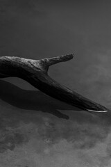 Trunk of a dead tree on the Riachuelo River in the Brazilian Amazon.