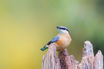 Eurasian nuthatch (Sitta europaea) feeding on sunflower seeds in autumn.