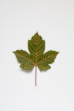 Painted leaf