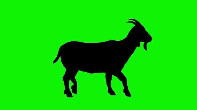 Silhouette, figure, shape of an adult goat with horns walking forward on a green background. Animation of a walking goat on a chromakey background.