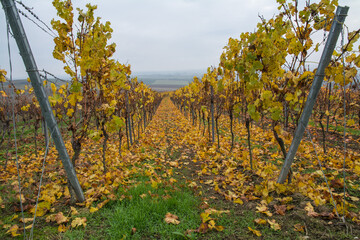 Naklejka premium welkes weinlaub im wingert