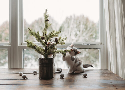 Kitten Christmas tree