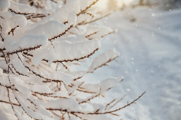 Snow-covered tree branches. Shrub after snowfall.