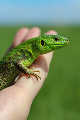 green lizard sitting on hand