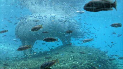 Hippo in aquarium surrounded by little fish