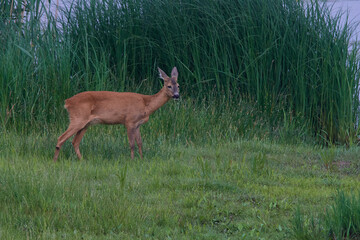 Reh am Morgen in der Oberlausitz	