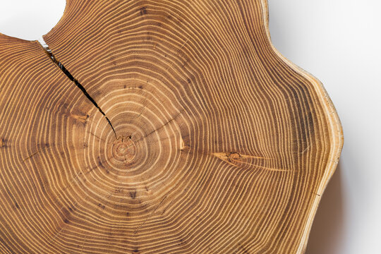 Cracked acacia wood slice on white background, top view. A tree cells arranged in concentric circles  (annual rings, annual growth rings)