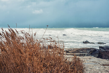 Autumn sea landscape. Dry yellow reeds on the shore. Dark and dramatic storm clouds background.