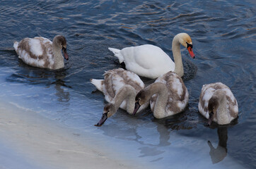 Łabędzie nieme © Jozef