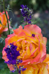 pink rose flower in the garden