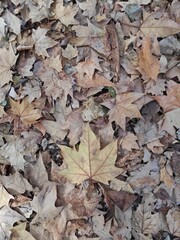 Autumn here is