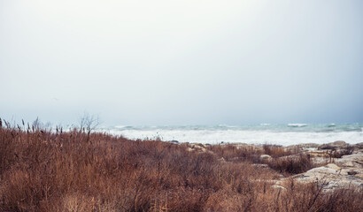 Autumn sea landscape. Dry yellow reeds on the shore. Dark and dramatic storm clouds background.