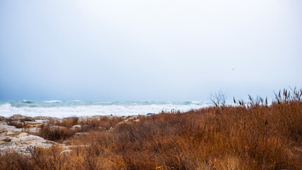 Autumn sea landscape. Dry yellow reeds on the shore. Dark and dramatic storm clouds background.