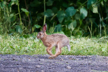 Wildkaninchen in urbaner Umgebung	