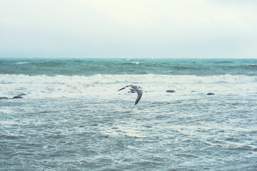 Seagulls over the autumn stormy sea. Rough sea with waves during autumn stormy weather. Black heavy clouds in the sky.