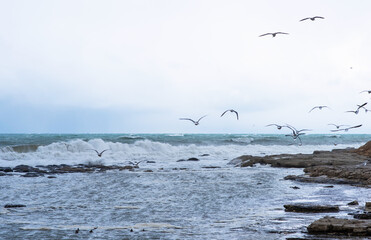 Seagulls over the autumn stormy sea. Rough sea with waves during autumn stormy weather. Black heavy clouds in the sky.