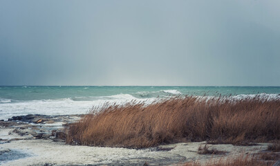 Autumn sea landscape. Dry yellow reeds on the shore. Dark and dramatic storm clouds background.