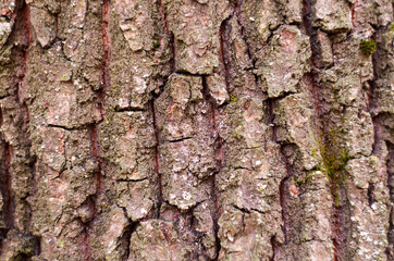 Photo of oak bark close up
