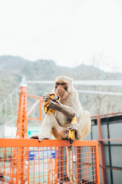 Monkey stealing bananas