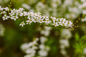 Flowers in the garden. Beautiful white flowers. Blooming white flowers of spirea. Close-up of garden bush flowers- spiraea flower. Spiraea flower background. Macro shot.
