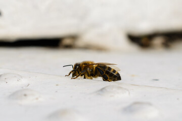 Close-up bee on a sunny day. White background.