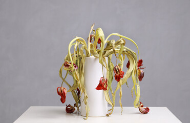 withered tulips in vase