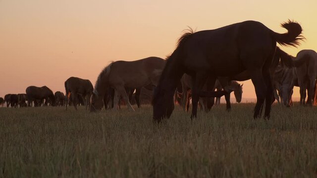 Countryside scene with grazing horses at sunset