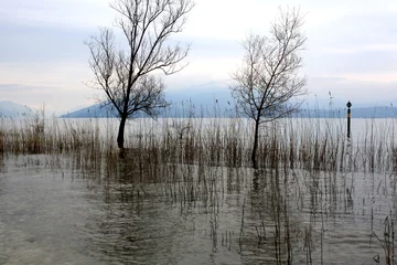 Foto auf Leinwand trees in the lake © bruna