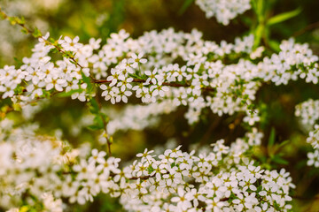 Flowers in the garden. Beautiful white flowers. Blooming white flowers of spirea. Close-up of garden bush flowers- spiraea flower. Spiraea flower background. Macro shot.