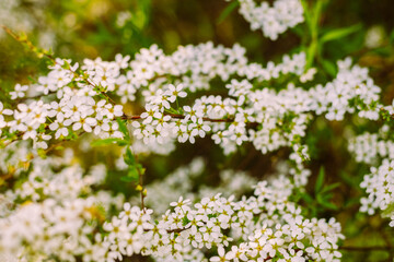 Flowers in the garden. Beautiful white flowers. Blooming white flowers of spirea. Close-up of garden bush flowers- spiraea flower. Spiraea flower background. Macro shot.
