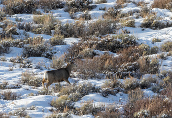 Naklejka premium Mule Deer Buck in a Snow Covered Landscape in Wyoming