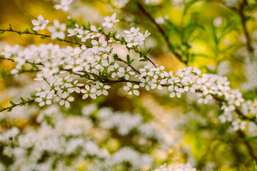 Flowers in the garden. Beautiful white flowers. Blooming white flowers of spirea. Close-up of garden bush flowers- spiraea flower. Spiraea flower background. Macro shot.