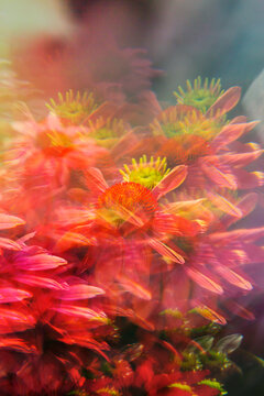 PInk echinacea