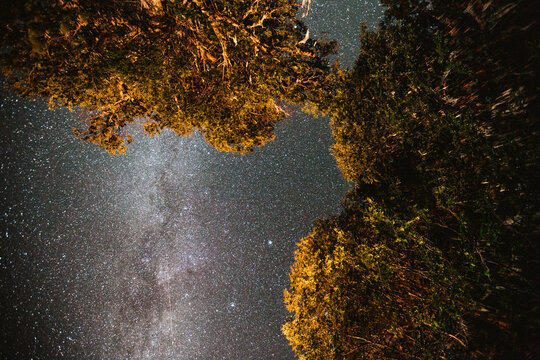 Stars Above The Trees